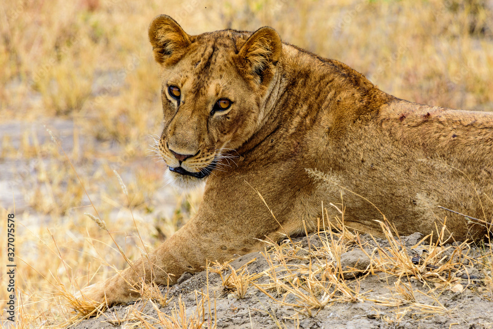 Fototapeta premium Lioness (Panthera leo) in the Tarangire National Park