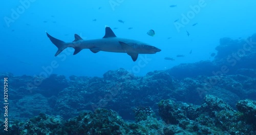 White tipped reef sharks at roca partida, revillagigedo, Mexico.