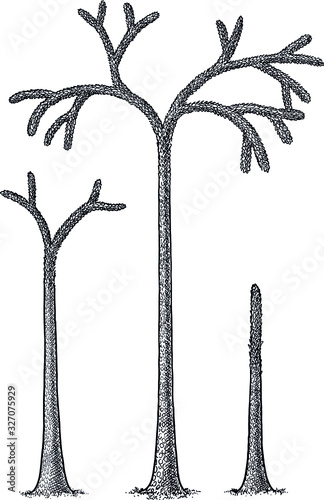 Lycopod tree illustration, drawing, engraving, ink, line art, vector