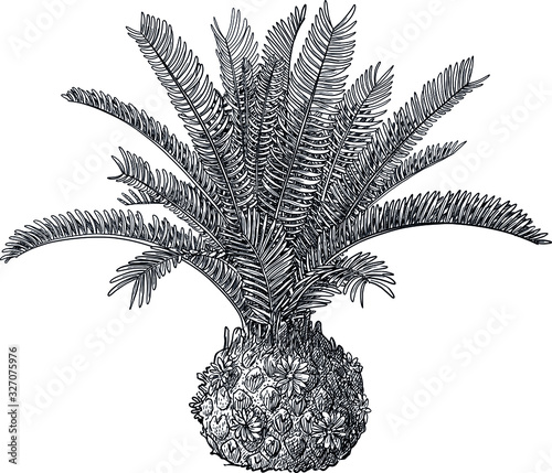 Cycad plant illustration, drawing, engraving, ink, line art, vector photo