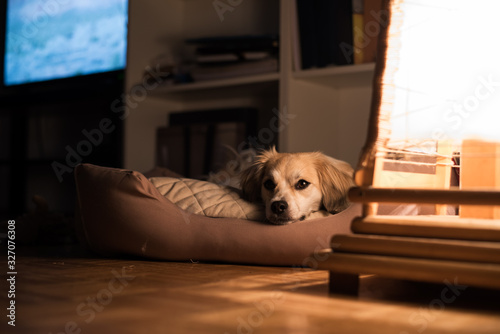 Photos Beautiful little dog laying in his bad by the night lamp
