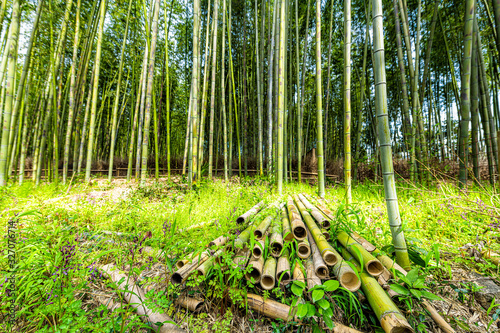 Kyoto  Japan wide angle view of Arashiyama bamboo forest park pattern of many plants on spring day with chopped stem grove closeup