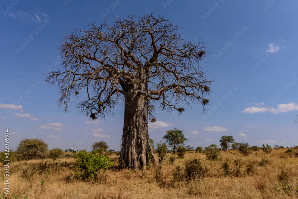African Baobab tree.(Adansonia digitata) in the Tarangire National Park