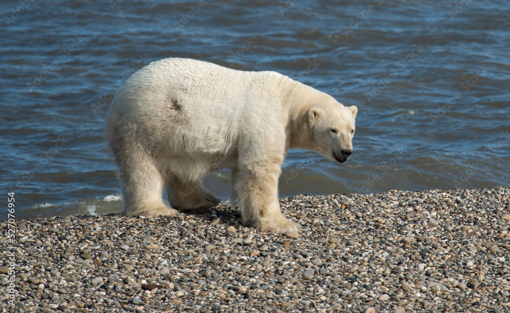 Alaska Polar Bear Alaska Polar Bear