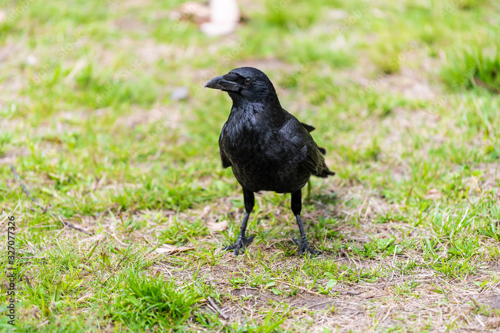 Kyoto Gyoen Japan near Imperial Palace in Kyotogyoen with closeup of one large raven crow black bird Kyoto Gyoen Japan near Imperial Palace in Kyotogyoen with closeup of one large raven crow black bird
