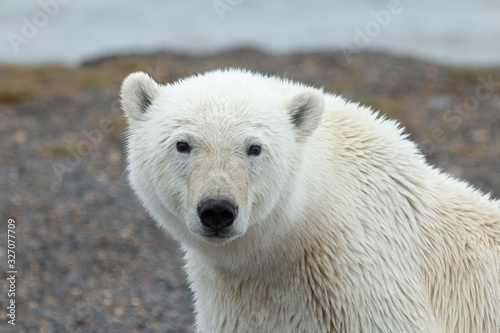 Alaska Polar Bear