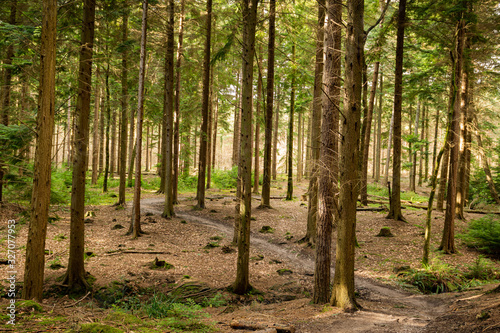 Mountain bike trail in sunny forest landscape scene no bikes