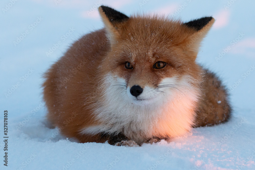 Obraz premium Red Fox in Alaska