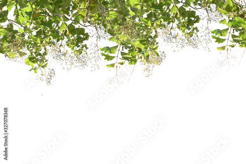 green leaves on white background and copy space