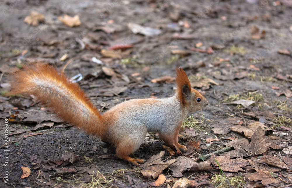 The squirrel is frolicking on the lawn in the park. The squirrel is frolicking on the lawn in the park.
