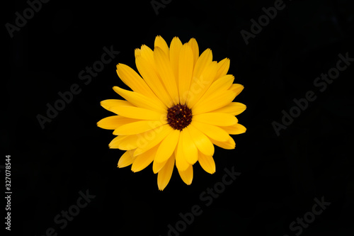 Yellow daisy isolated on black background