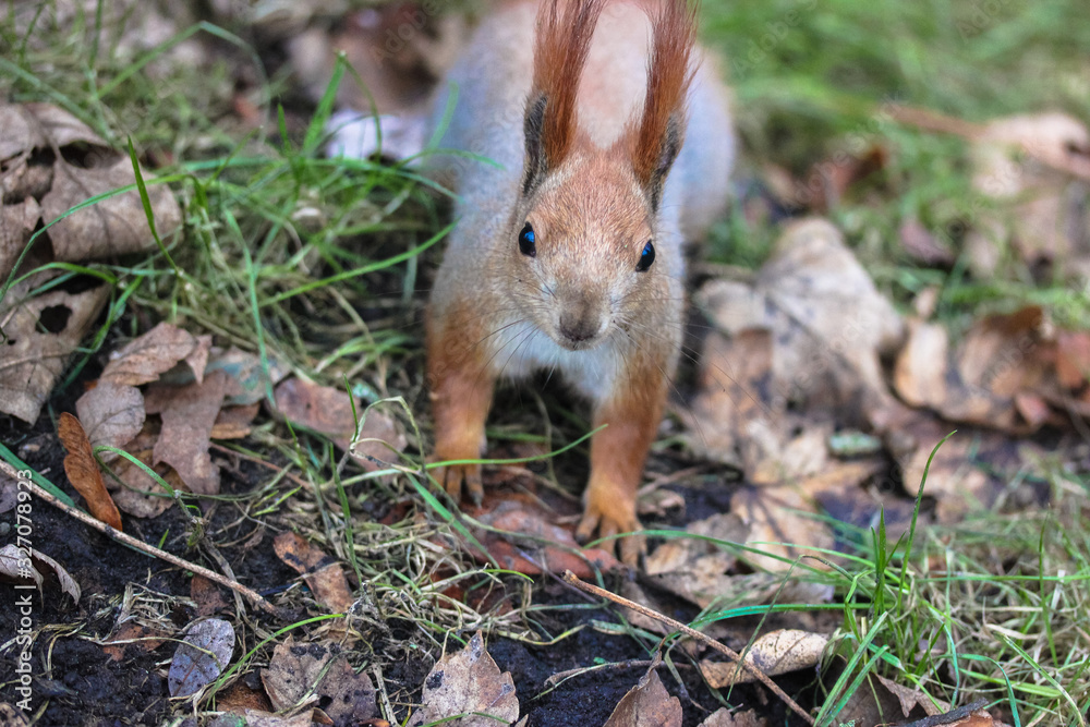 The squirrel is frolicking on the lawn in the park. The squirrel is frolicking on the lawn in the park.