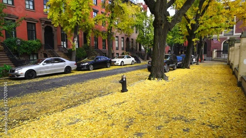 A myriad of autumn fallen leaves cover the sidewalk under the Gingko Tree-lined Street along the West Village residential buildings at New York NY USA.