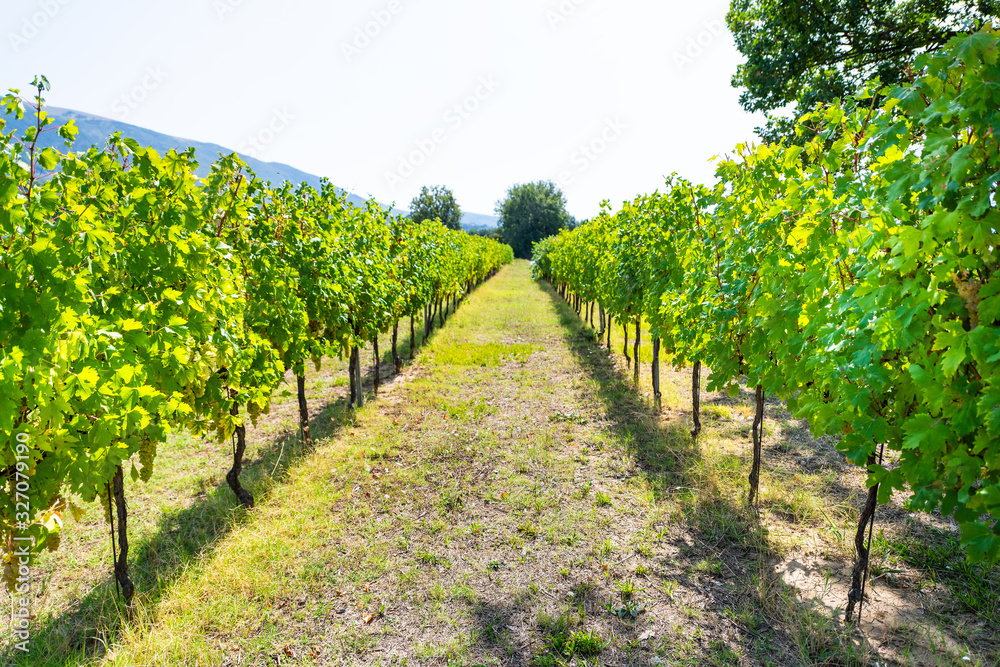 Grechetto grapes hanging grapevine bunch grown for wine in Assisi, Umbria, Italy vineyard winery on sunny summer day with landscape view of rolling hills