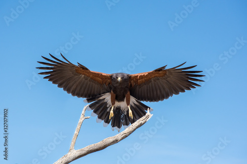 Harris Hawk coming in for a Landing Isolated on Blue Sky