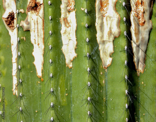 Cactus, background texture - Royal Botanical Gardens, Madrid