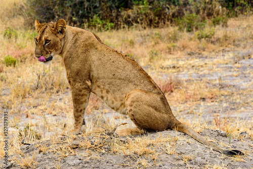 Lioness (Panthera leo) in the Tarangire National Park © Spohr