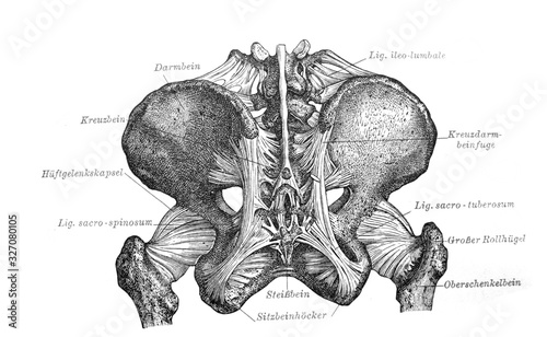 The scheme of coccyx in the old book Meyers Lexicon, vol. 2, 1897, Leipzig photo
