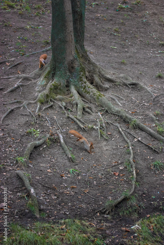 The squirrels are frolicking on the tree in the park. The squirrels are frolicking on the tree in the park.