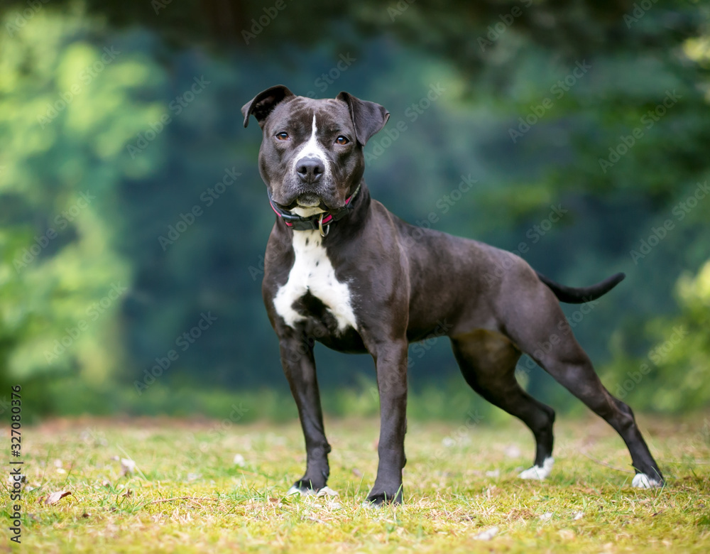 A black and white Pit Bull Terrier mixed breed dog standing outdoors