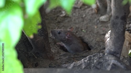 A wild rat at a hole in the ground near street market at Kota Kinabalu, island Borneo, Malaysia, close up