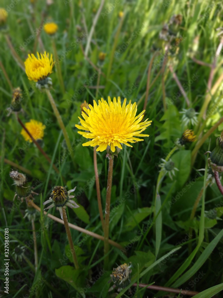 Yellow dandelion. In the green grass. Yellow dandelion. In the green grass.