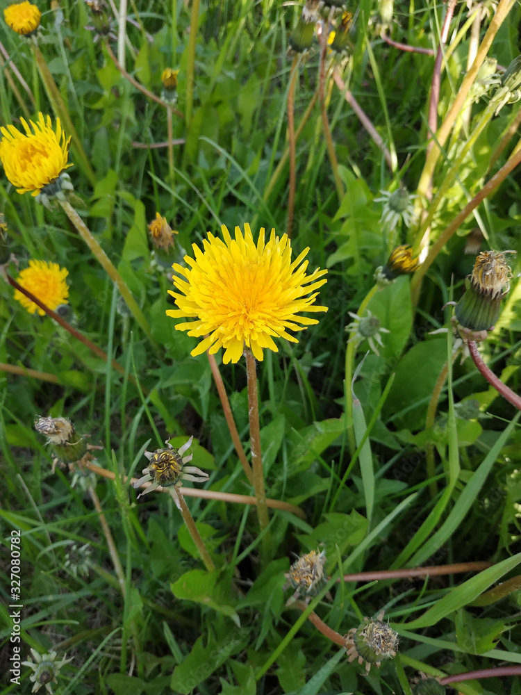 Yellow dandelion. In the green grass.
