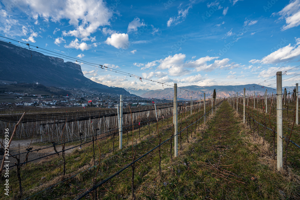 Fototapeta premium Vineyards, apple and grape orchards in Eppan an der Weinstrasse in northern Italy, south Tyrol.