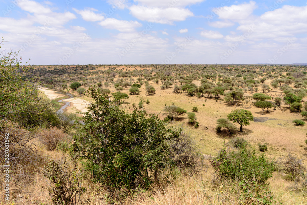 Umbrella acacia savannah landscape in the Tarangire National Park Umbrella acacia savannah landscape in the Tarangire National Park