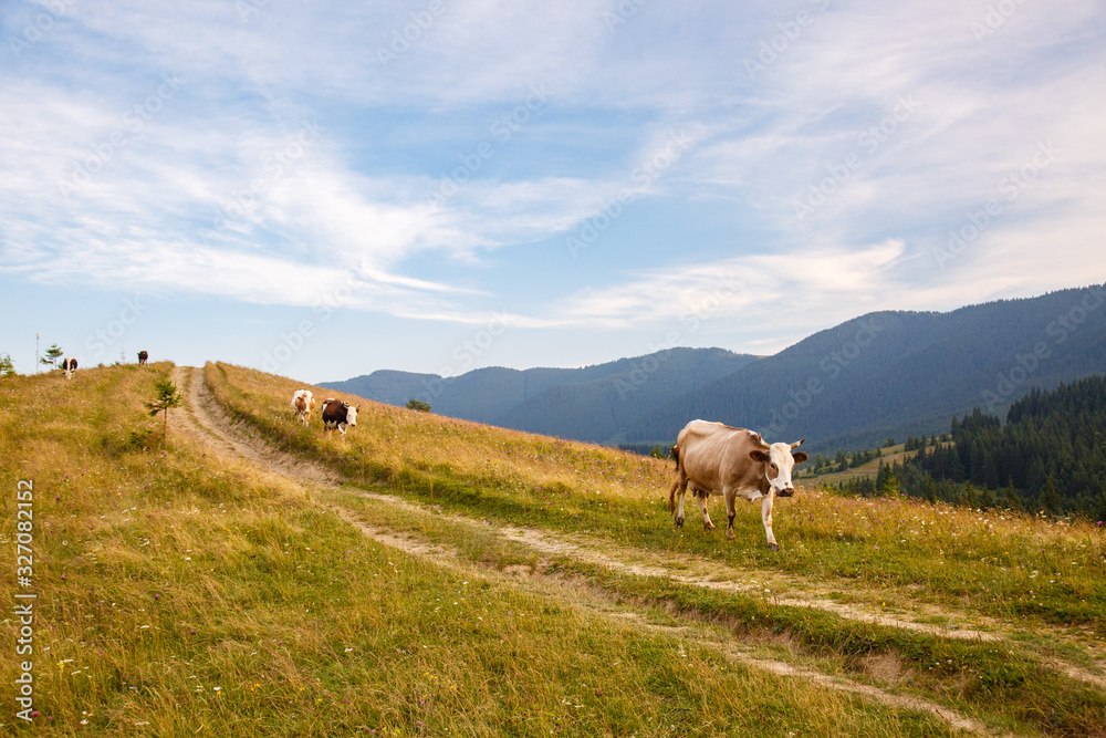 Fototapeta premium cows graze in a meadow in the Carpathians mountains. Summer landscape with cow grazing on fresh green mountain pastures. cattle grazing high up in mountains. healthy food and ecology concept