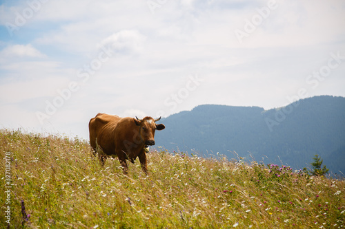 cows graze in a meadow in the Carpathians mountains. Summer landscape with cow grazing on fresh green mountain pastures. cattle grazing high up in mountains. healthy food and ecology concept