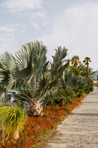 Tropic park with palms. Agriculture in the Middle East. Palm Grove. Park way. Street in a tropic Country. Palms and lanterns along street