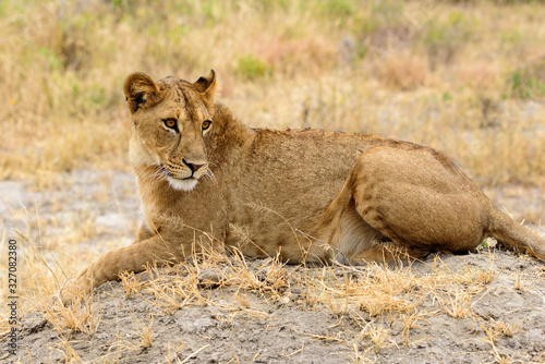Lioness (Panthera leo) in the Tarangire National Park