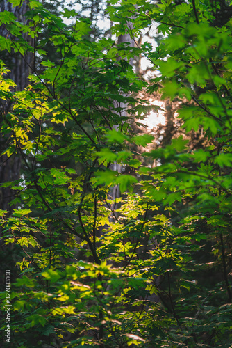 Green leaves in the forest