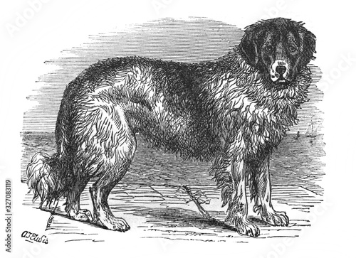 Image of Newfoundland dog in the old book The Encyclopaedia Britannica, vol. 7, by C. Blake, 1877, Edinburgh