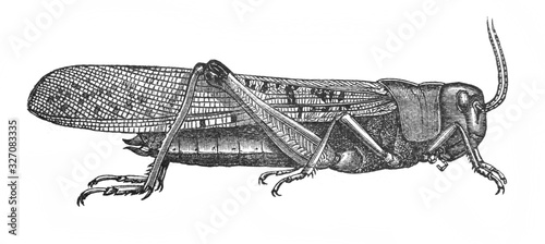 Illustration of insect locust Pachytylus migratorius in the old book The Encyclopaedia Britannica, vol. 14, by C. Blake, 1882, Edinburgh © wowinside