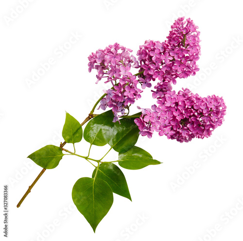Isolated blooming lilac branch. Purple Lilac flowers on white background. May blossoms. Spring time