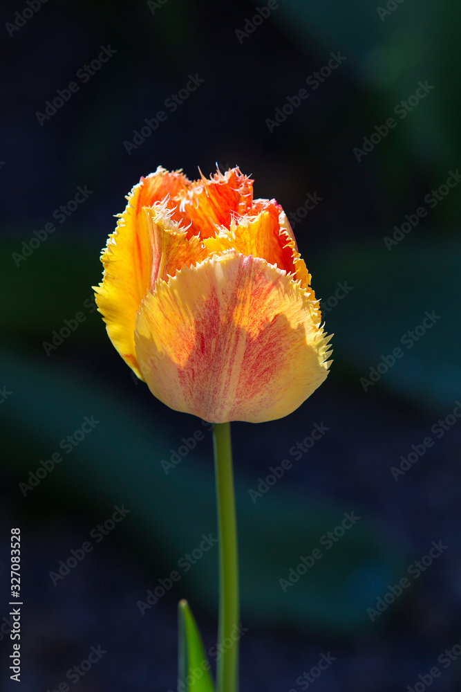 One yellow-red curly tulip on a dark background isolate. Selective focus One yellow-red curly tulip on a dark background isolate. Selective focus