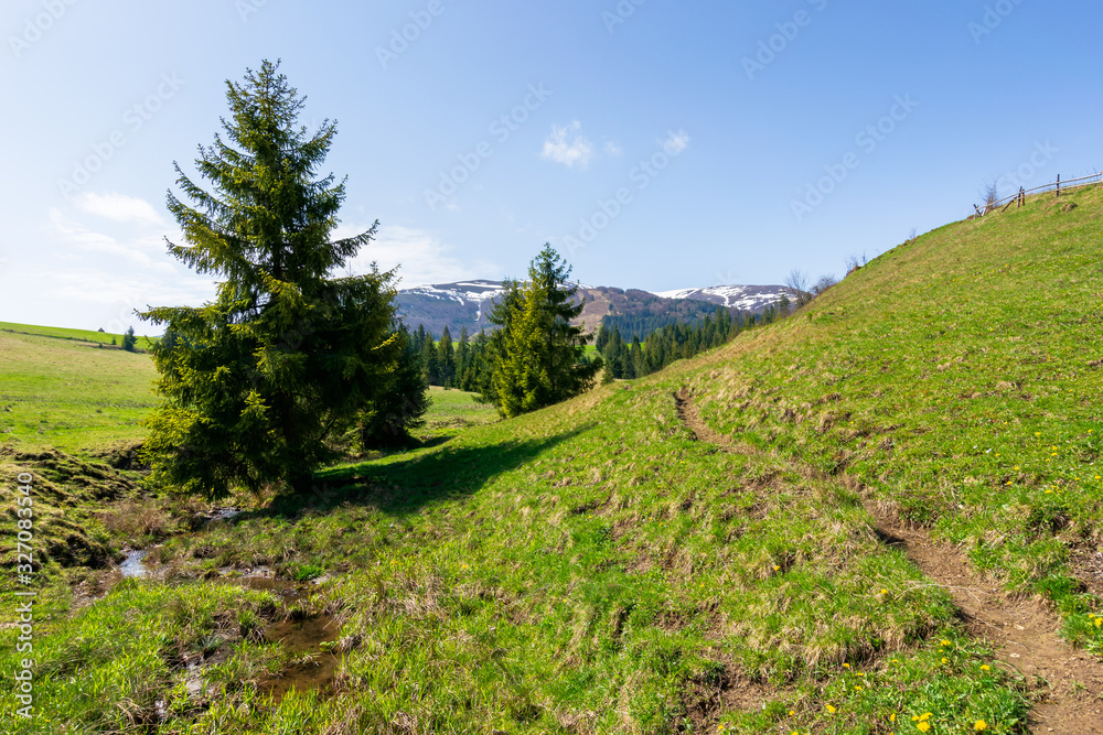 Fototapeta premium valley of borzhava mountain ridge in springtime. small brook among spruce trees on the green grassy meadow. beautiful rural landscape on a sunny day. snow on the summits