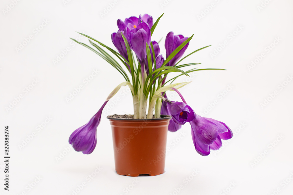 Purple crocus flower in a pot on white background. Isolated crocus. Spring flower. Easter mood Purple crocus flower in a pot on white background. Isolated crocus. Spring flower. Easter mood