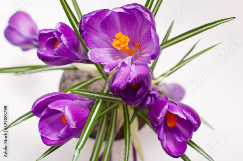 Purple crocus flower in a pot on white background. Isolated crocus. Spring flower. Easter mood