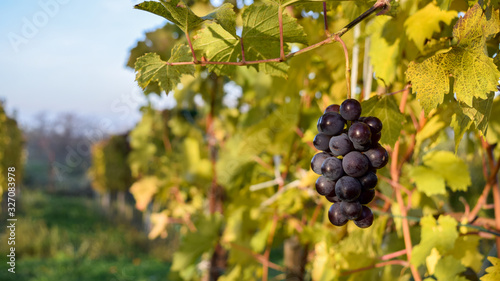 red grapes on vine