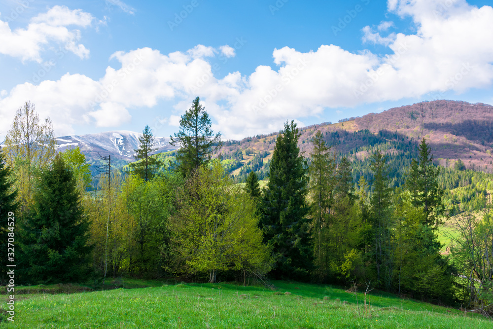 great landscape in springtime. row of trees on the meadow. mountain ridge beneath a blue sky with fluffy clouds in the distance. warm sunny weather