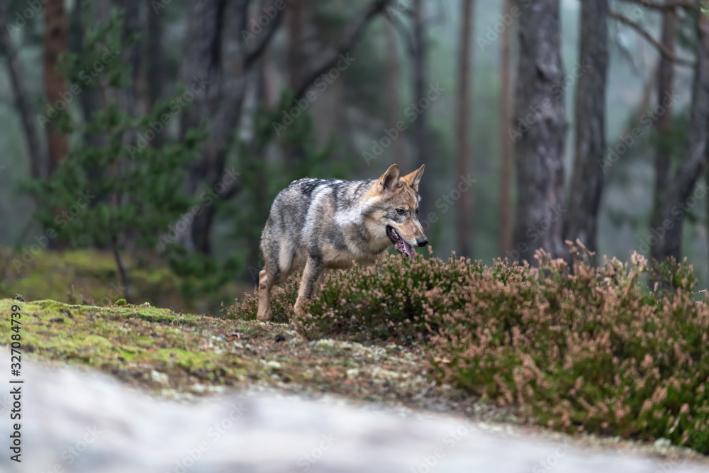 Fototapeta premium Lone wolf running in autumn forest Czech Republic
