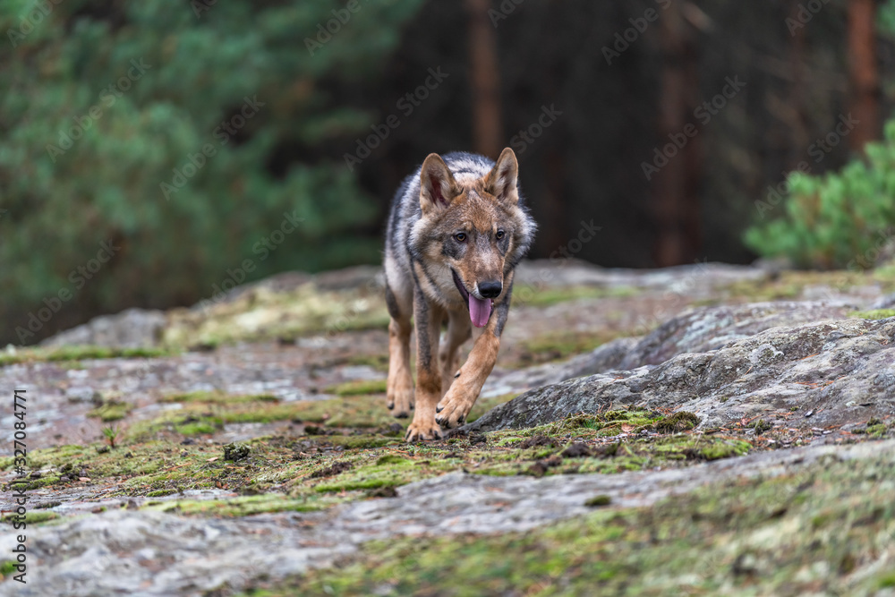 Fototapeta premium Lone wolf running in autumn forest Czech Republic
