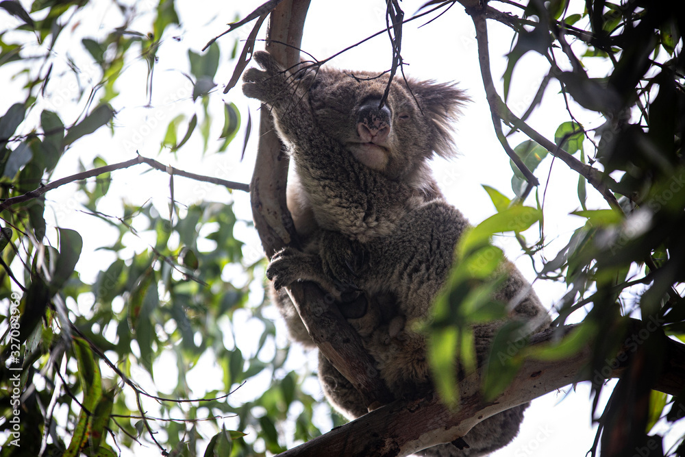 Fototapeta premium Koala at Kennett River