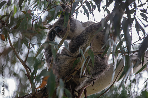 Fototapeta Naklejka Na Ścianę i Meble -  Koala at Kennett River