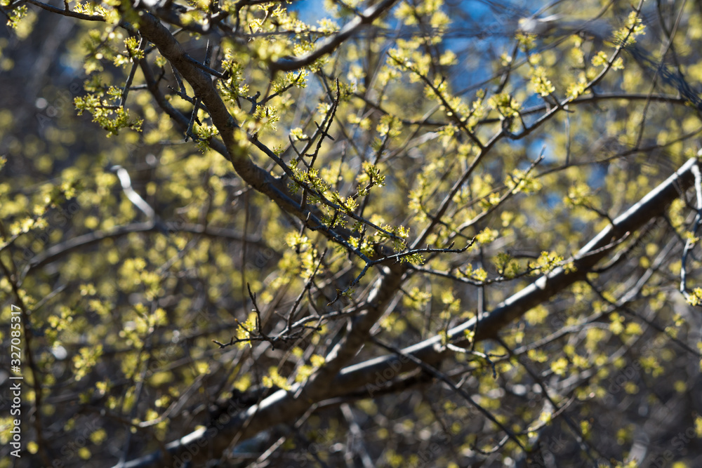 Tree branches with new leaves in a city park on a sunny spring day. Tree branches with new leaves in a city park on a sunny spring day.