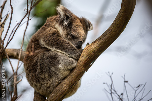 Koala at Kennett River