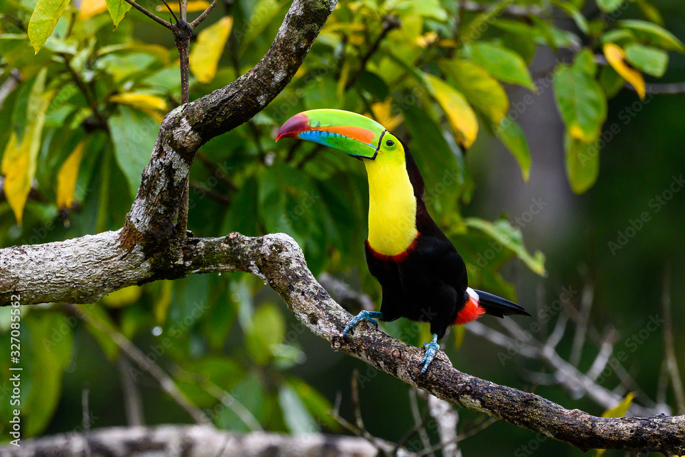 Fototapeta premium Ramphastos sulfuratus, Keel-billed toucan The bird is perched on the branch in nice wildlife natural environment of Costa Rica